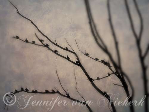 Speckled Pigeon Chic Silhouette II [d]